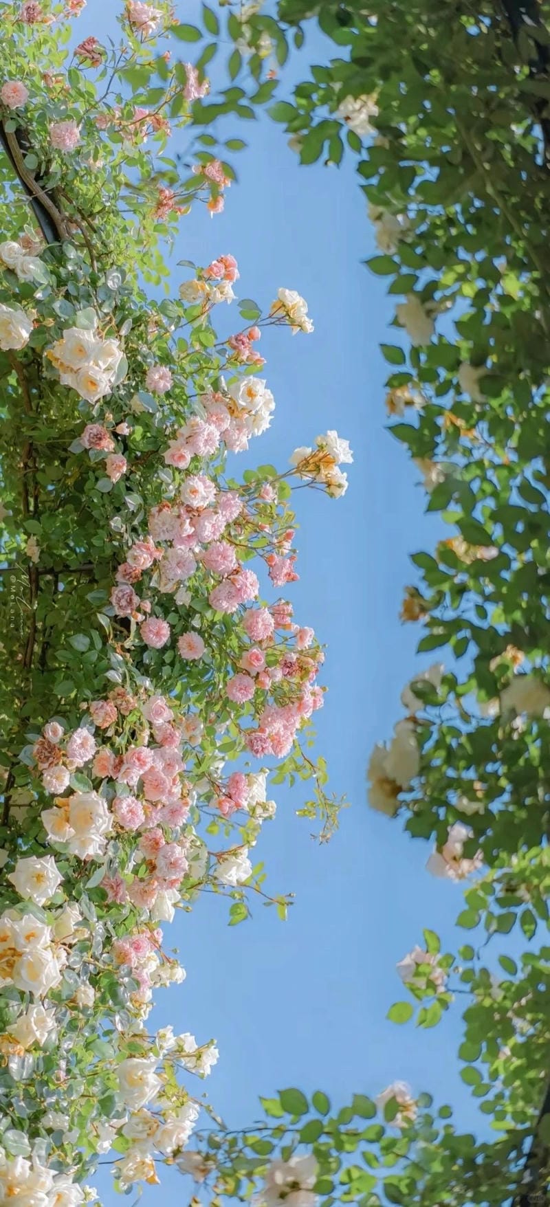 hinh-nen-hoa-hong (12)