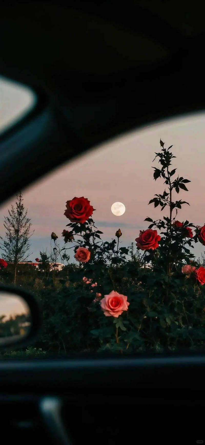 hinh-nen-hoa-hong (22)