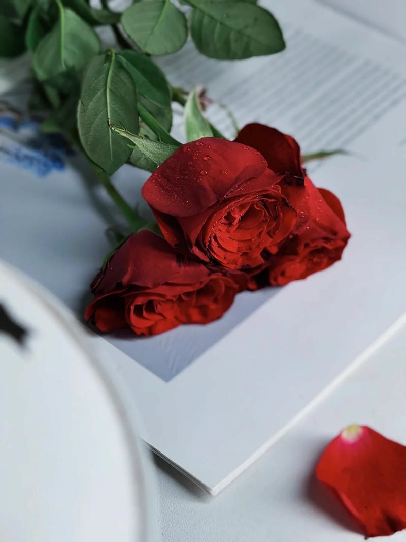 hinh-nen-hoa-hong (30)