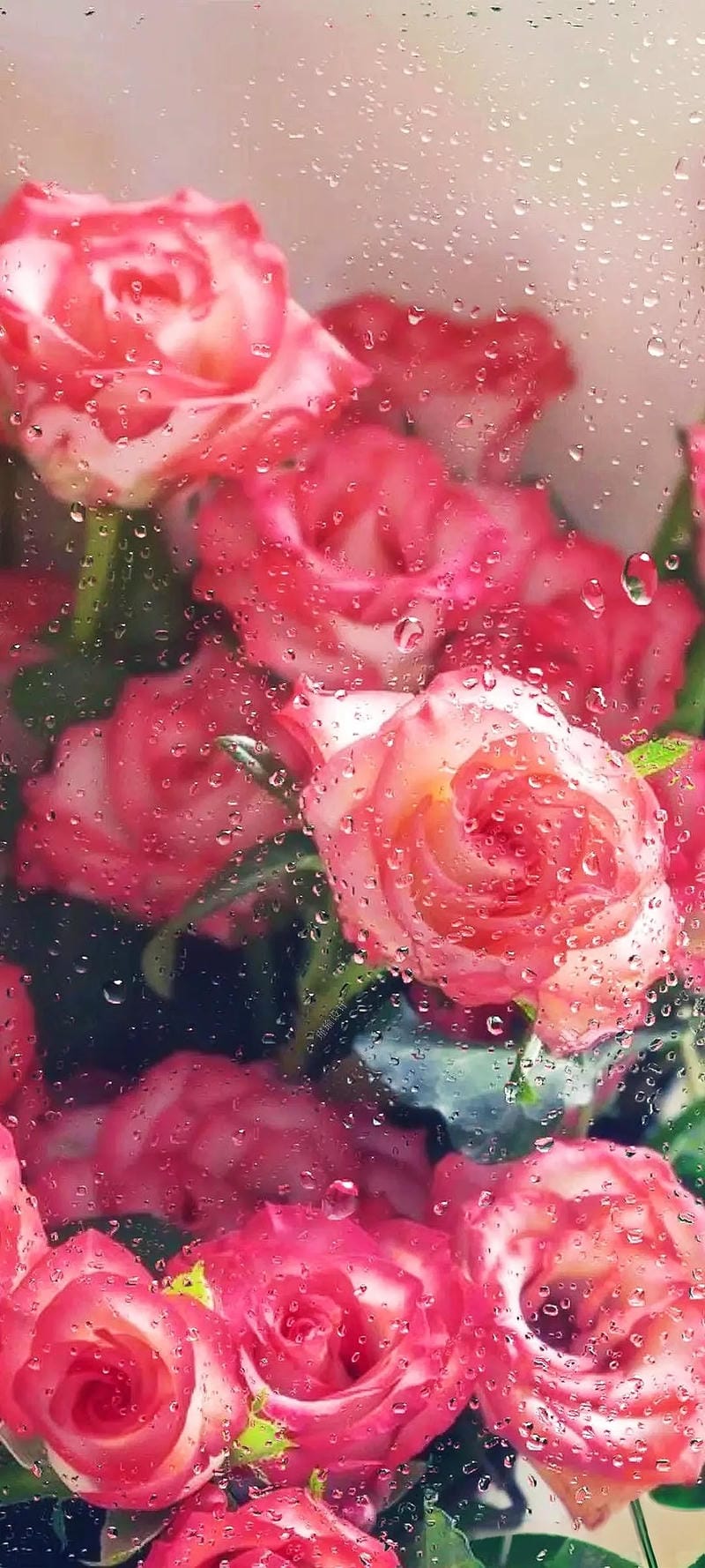 hinh-nen-hoa-hong (9)