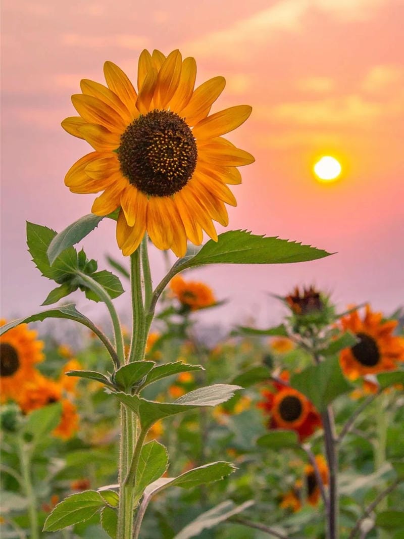 hinh-nen-hoa-huong-duong (24)