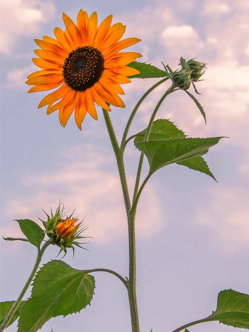 hinh-nen-hoa-huong-duong (25)