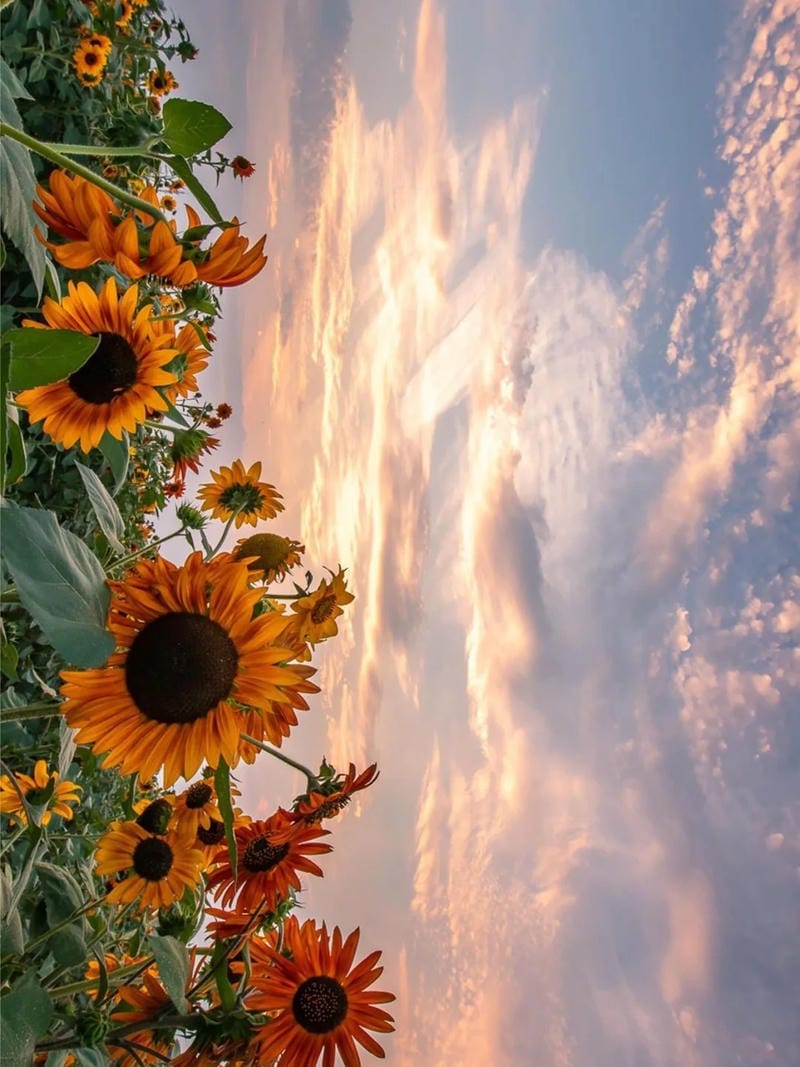 hinh-nen-hoa-huong-duong (26)