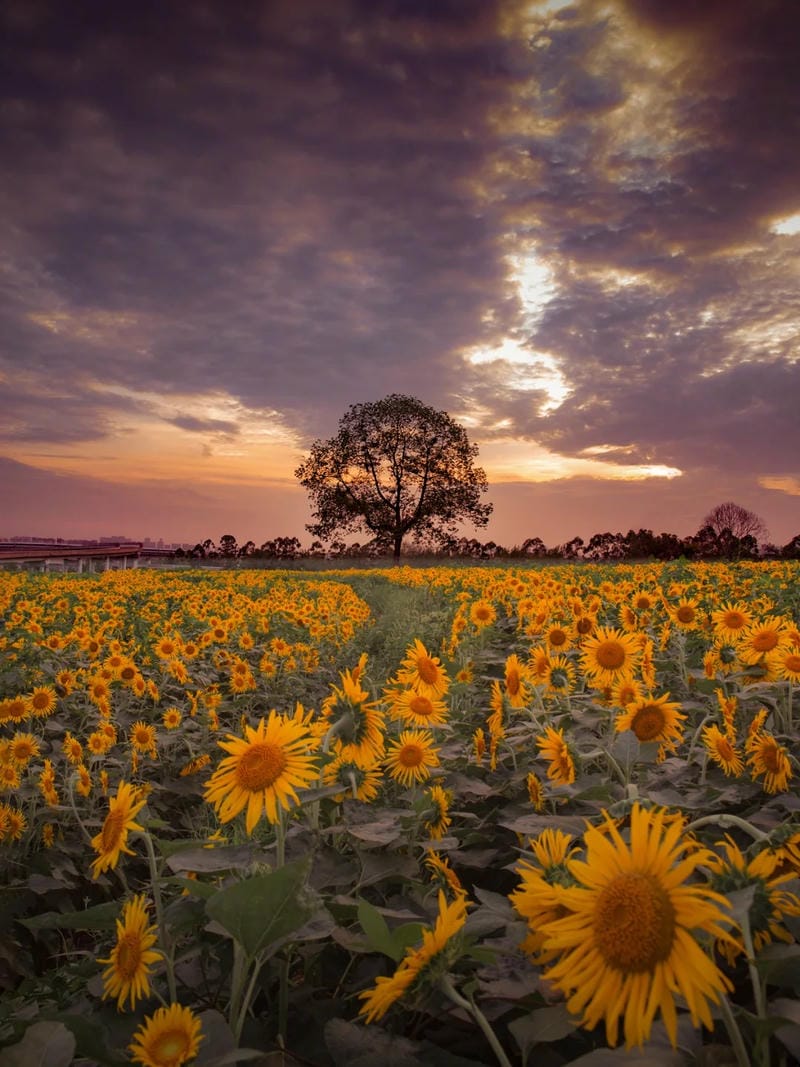 hinh-nen-hoa-huong-duong (6)