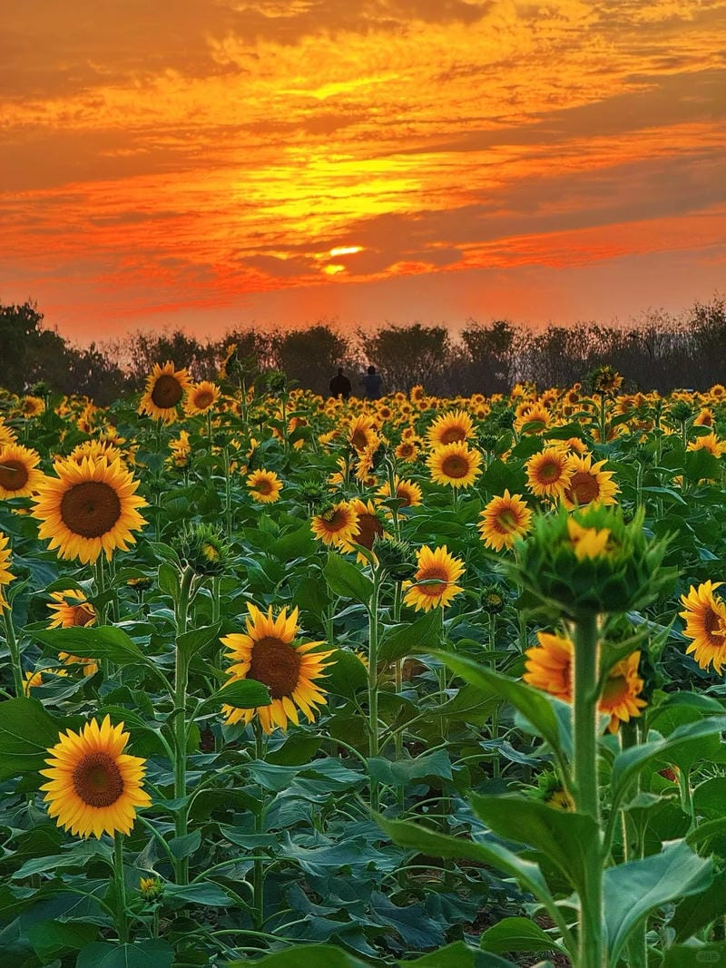 hinh-nen-hoa-huong-duong (7)