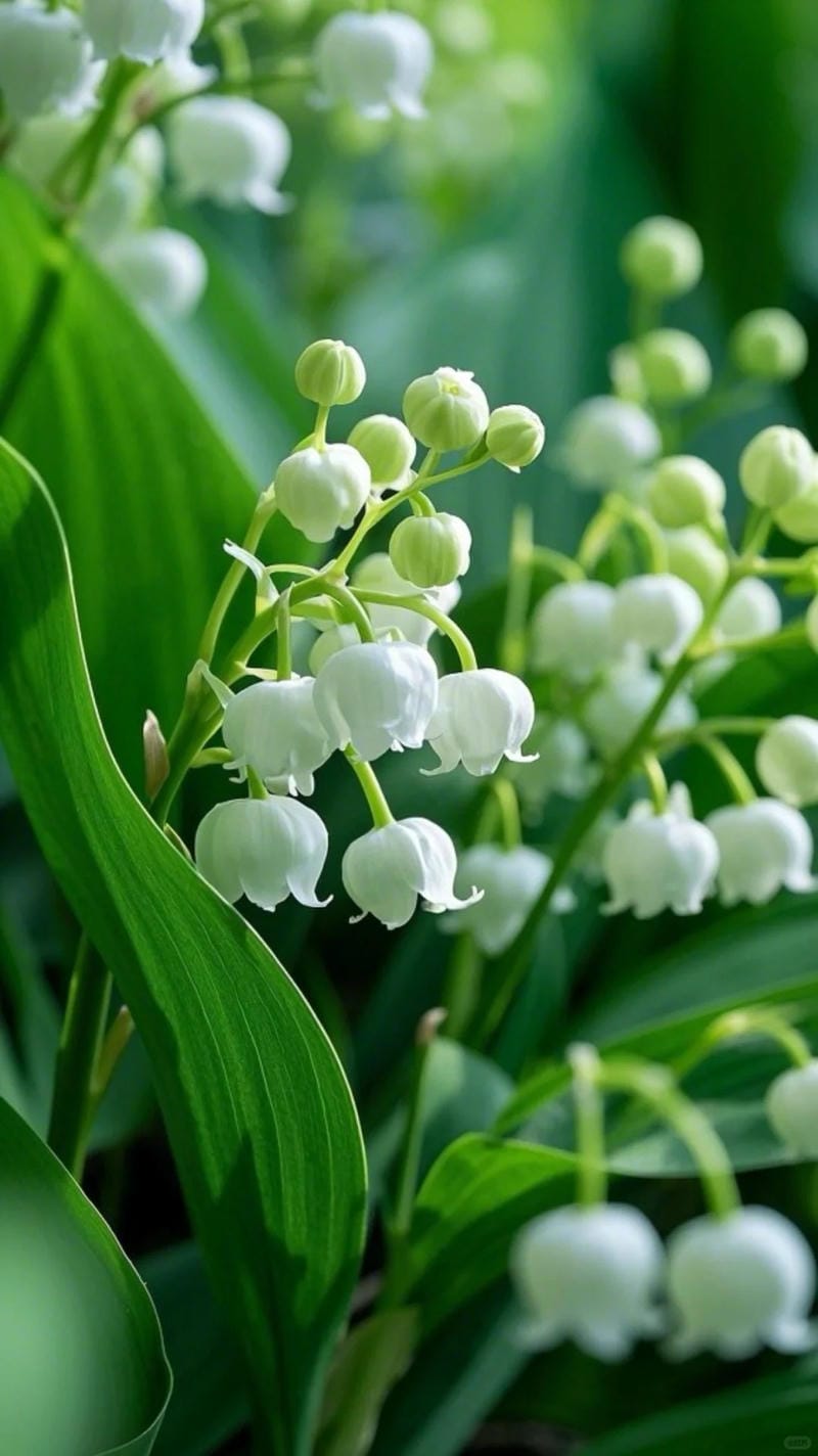 hinh-nen-hoa-linh-lan (11)