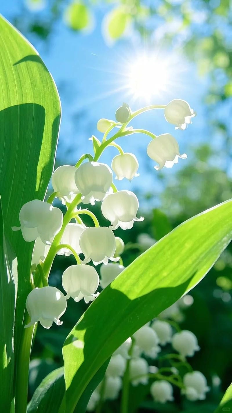 hinh-nen-hoa-linh-lan (14)