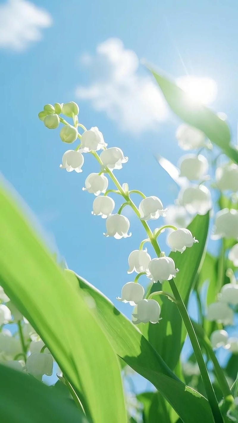 hinh-nen-hoa-linh-lan (18)