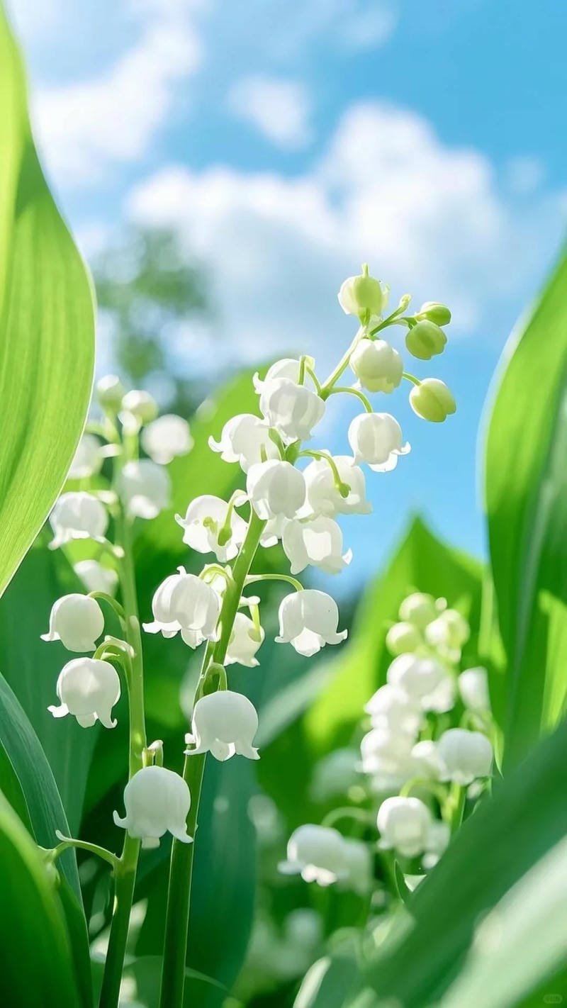 hinh-nen-hoa-linh-lan (20)