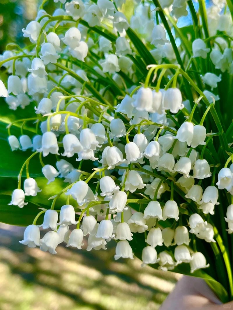 hinh-nen-hoa-linh-lan (31)