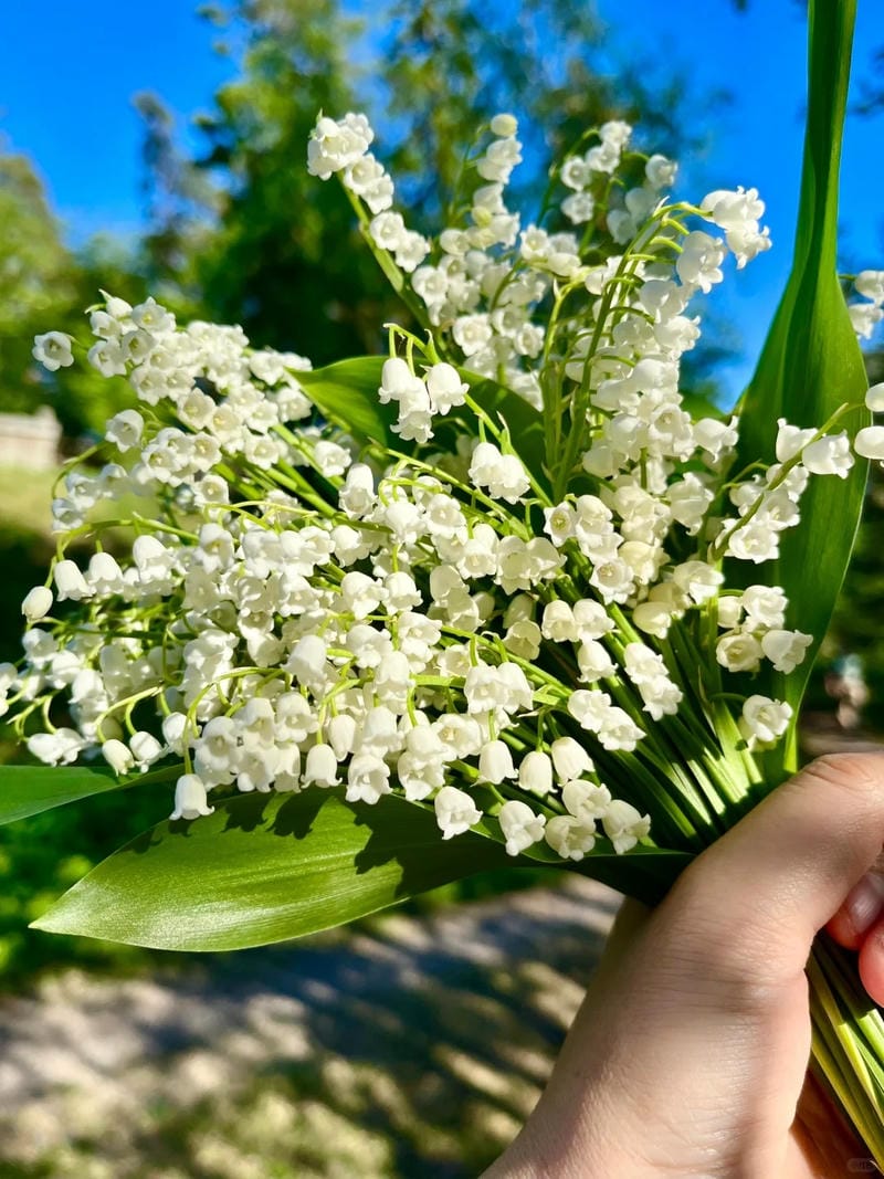 hinh-nen-hoa-linh-lan (32)