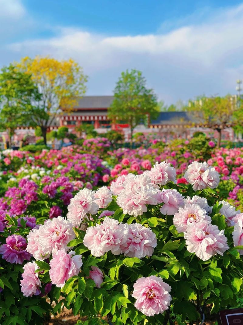 hinh-nen-hoa-mau-don (25)