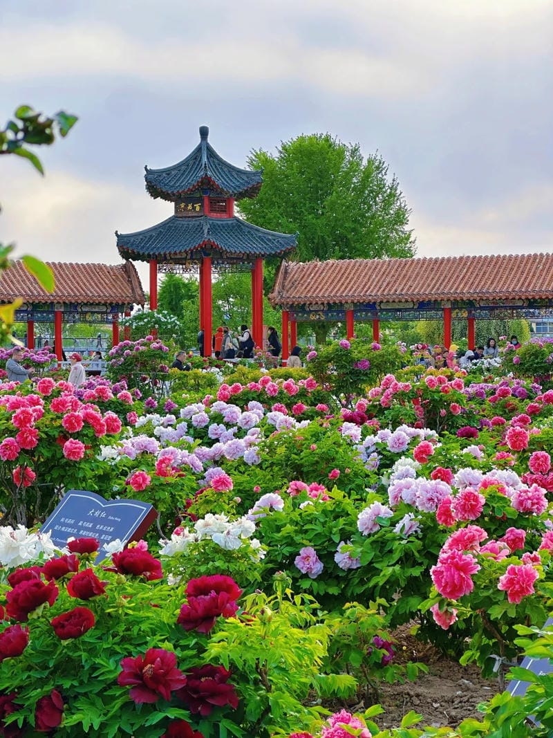 hinh-nen-hoa-mau-don (26)