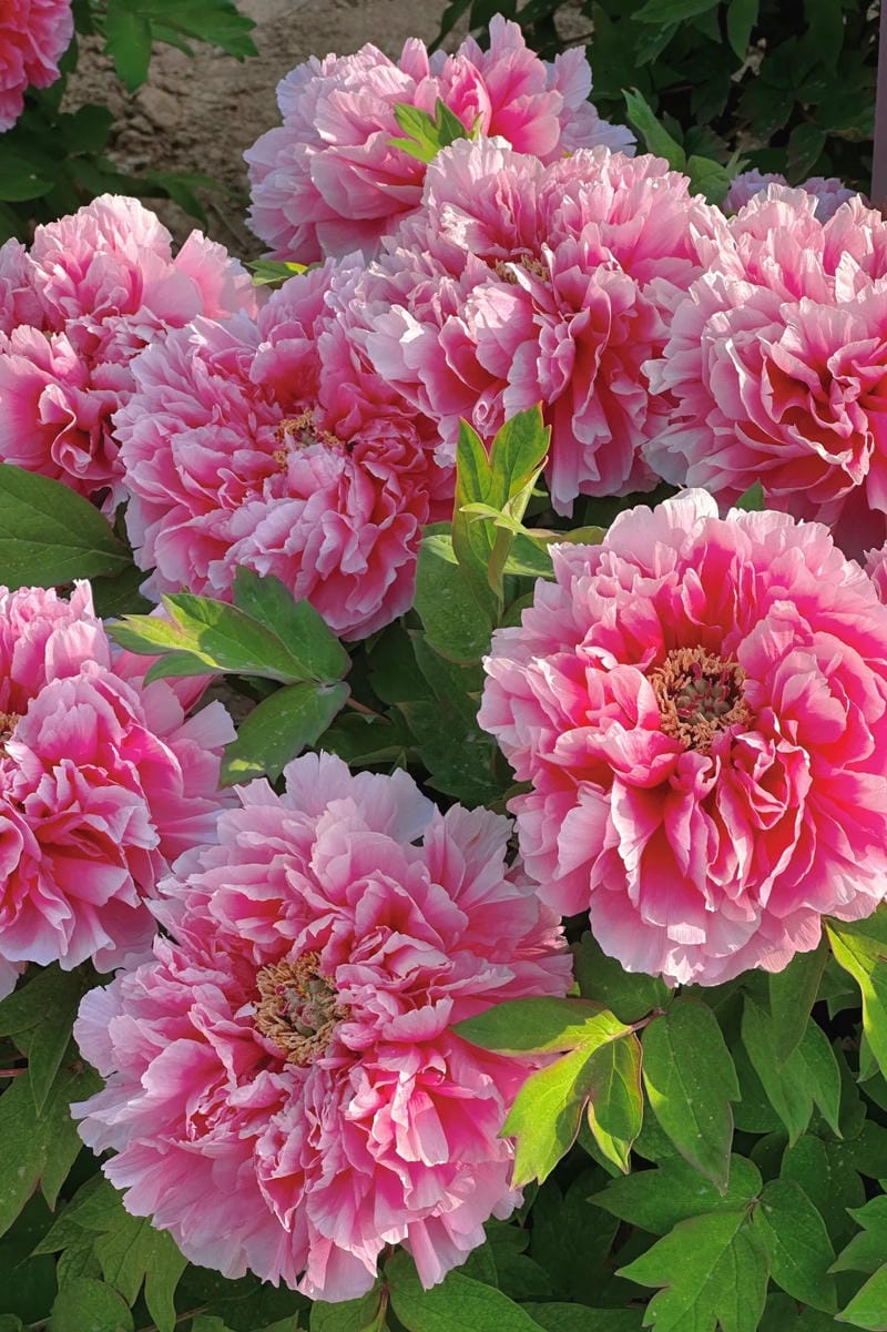 hinh-nen-hoa-mau-don (27)