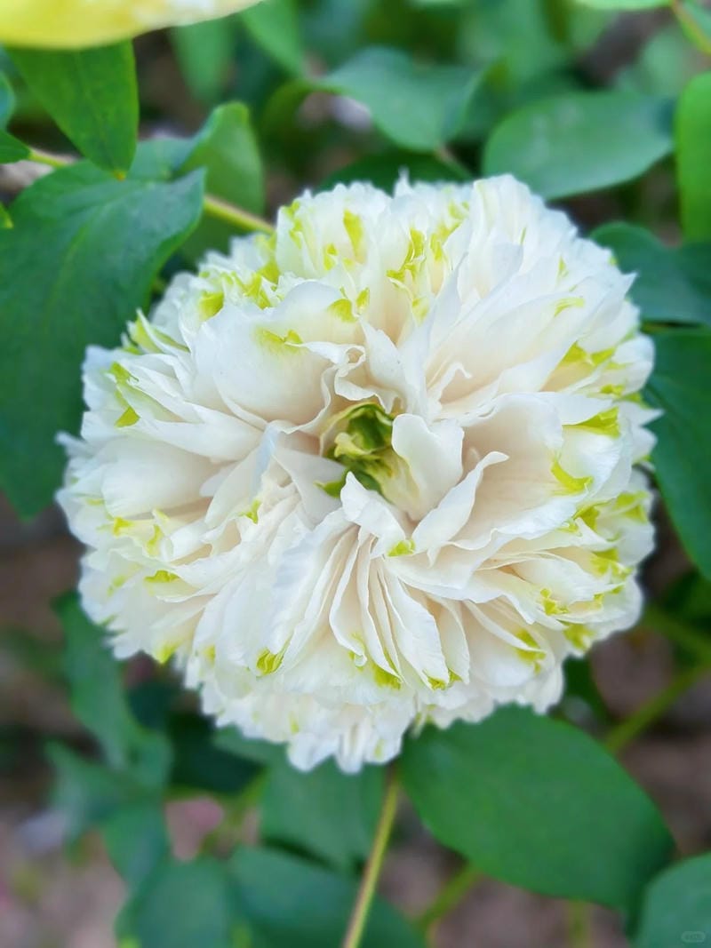 hinh-nen-hoa-mau-don (28)