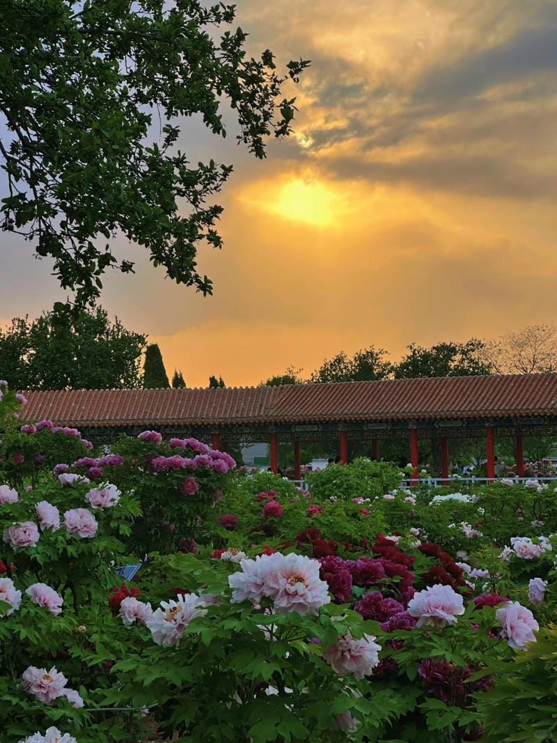 hinh-nen-hoa-mau-don (29)