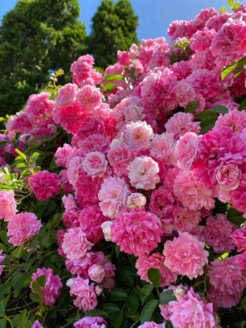 hinh-nen-hoa-mau-don (7)