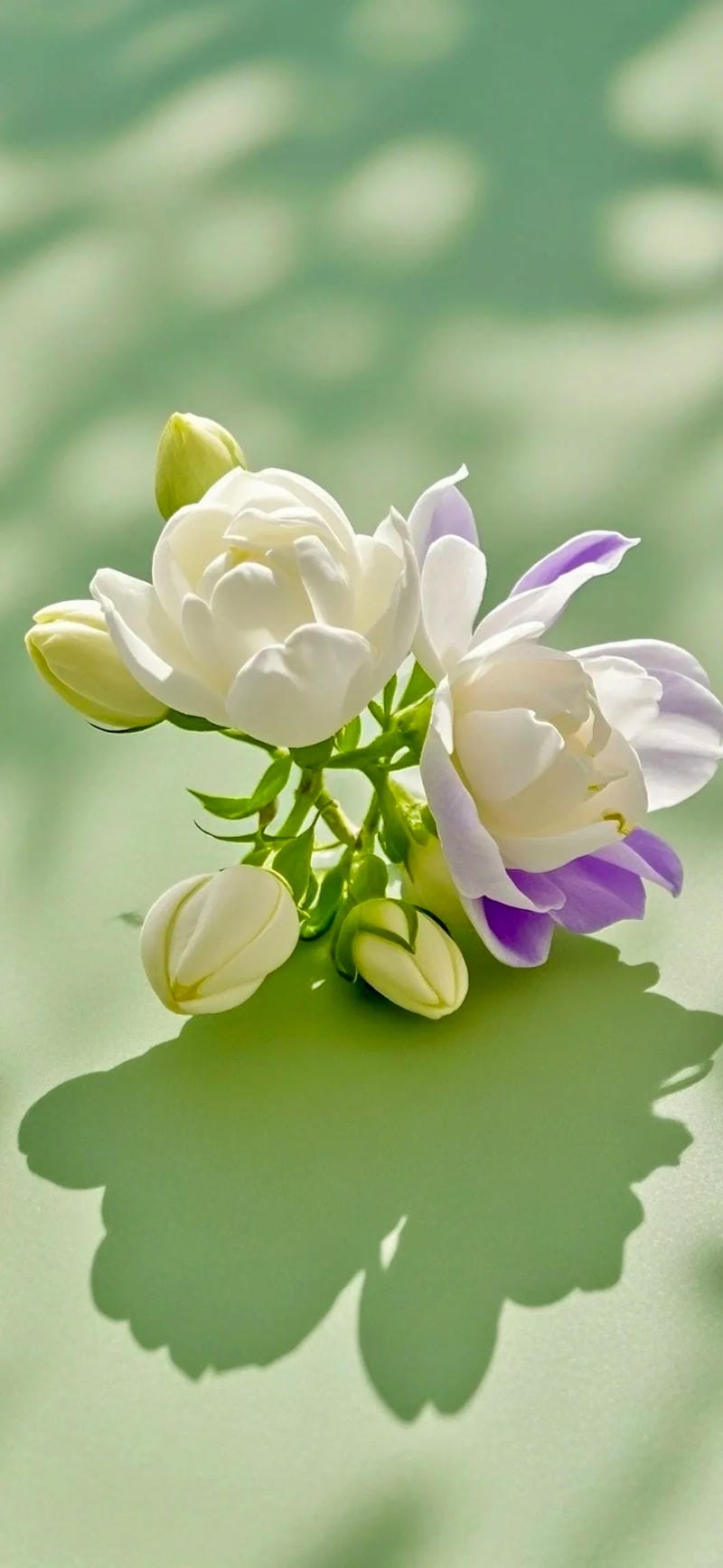 hinh-nen-hoa-nhai (18)