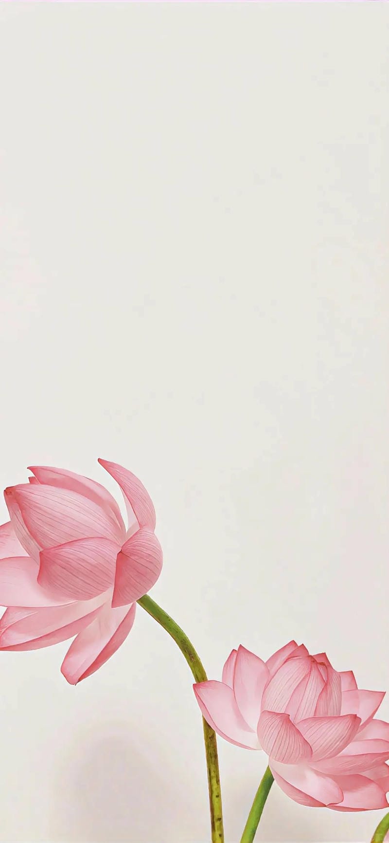 hinh-nen-hoa-sen (19)