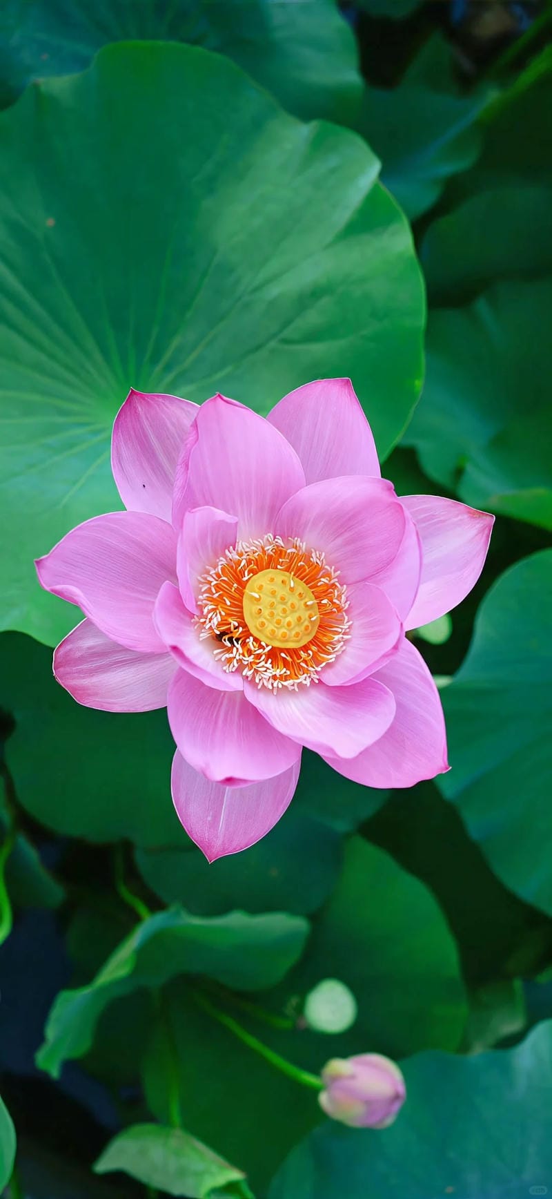 hinh-nen-hoa-sen (20)