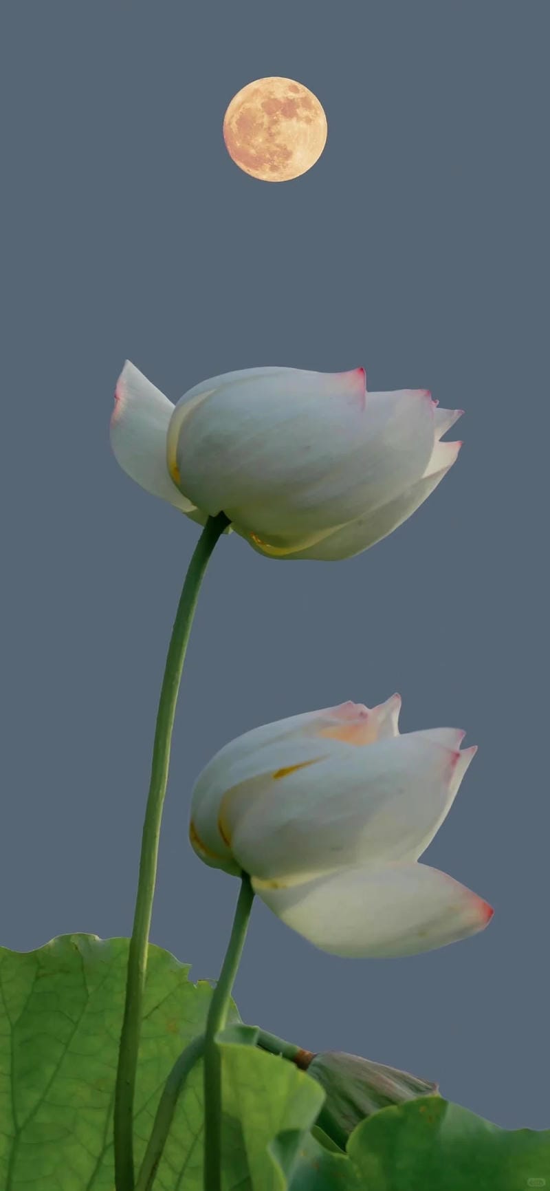 hinh-nen-hoa-sen (23)