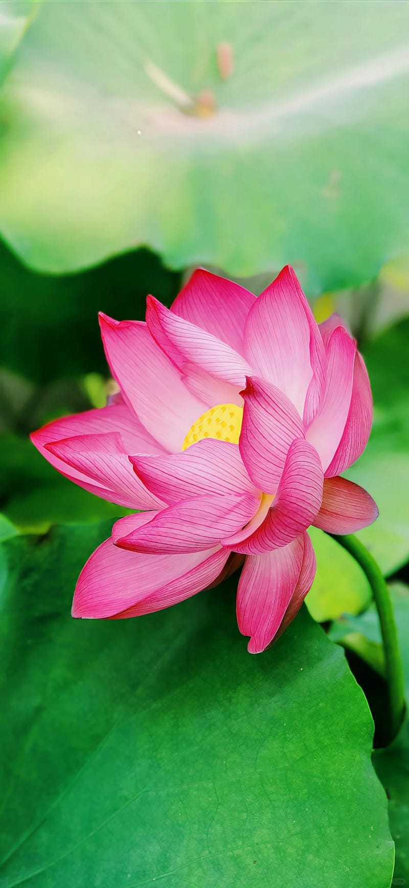 hinh-nen-hoa-sen (24)