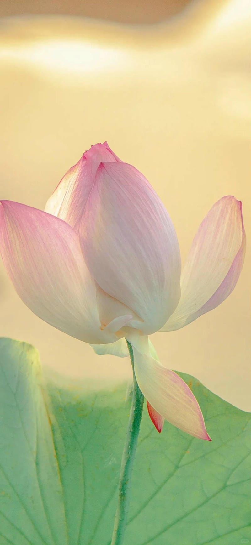 hinh-nen-hoa-sen (25)