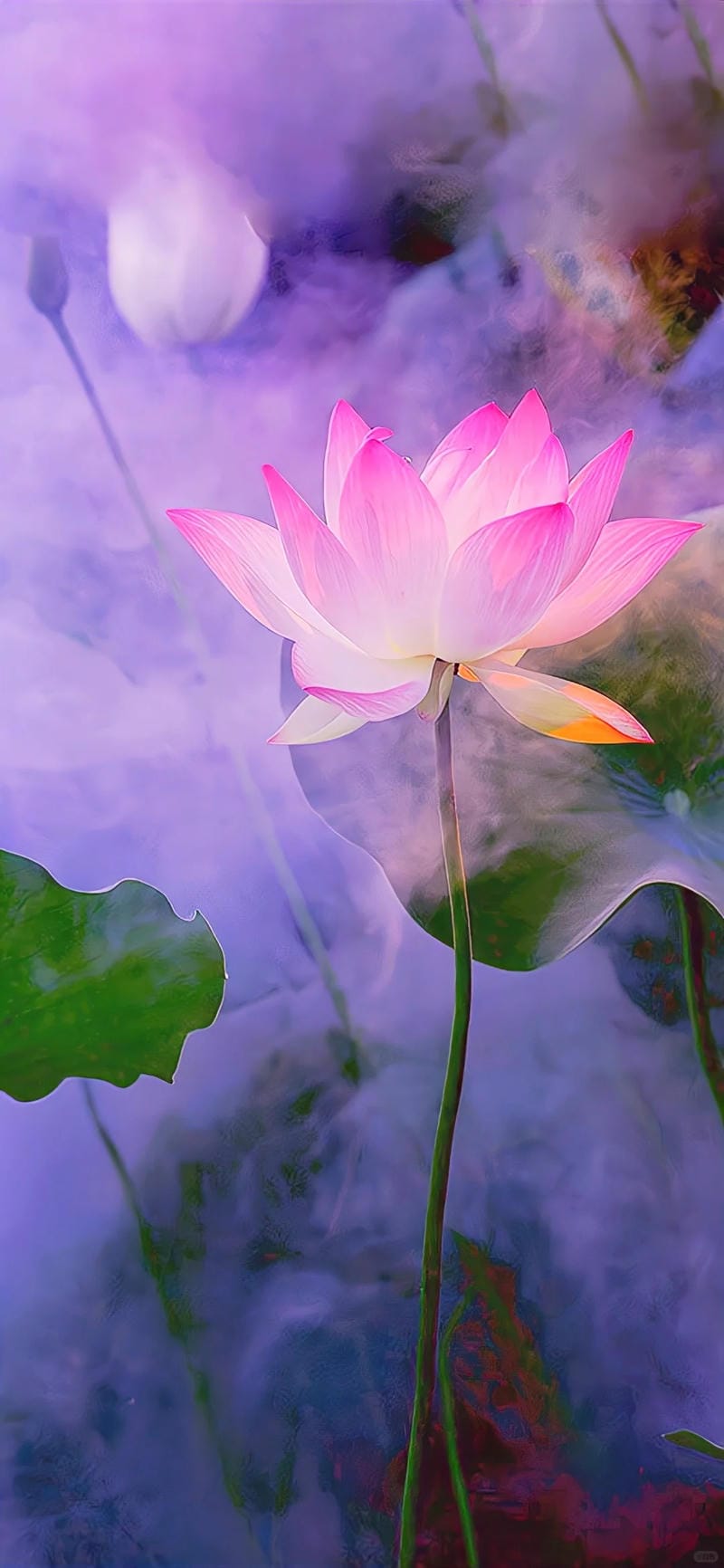 hinh-nen-hoa-sen (26)