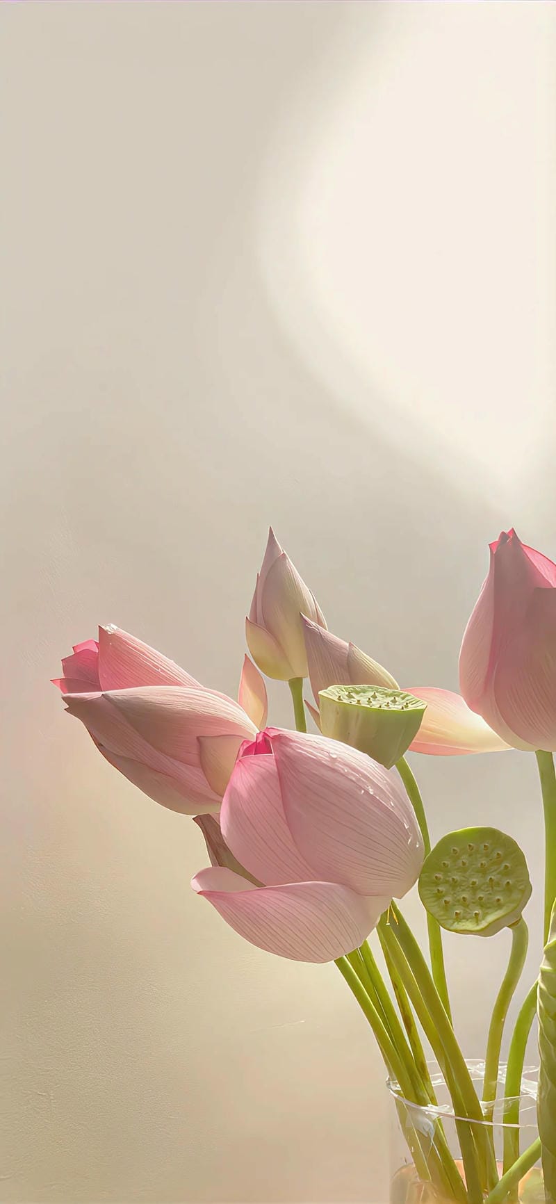 hinh-nen-hoa-sen (27)