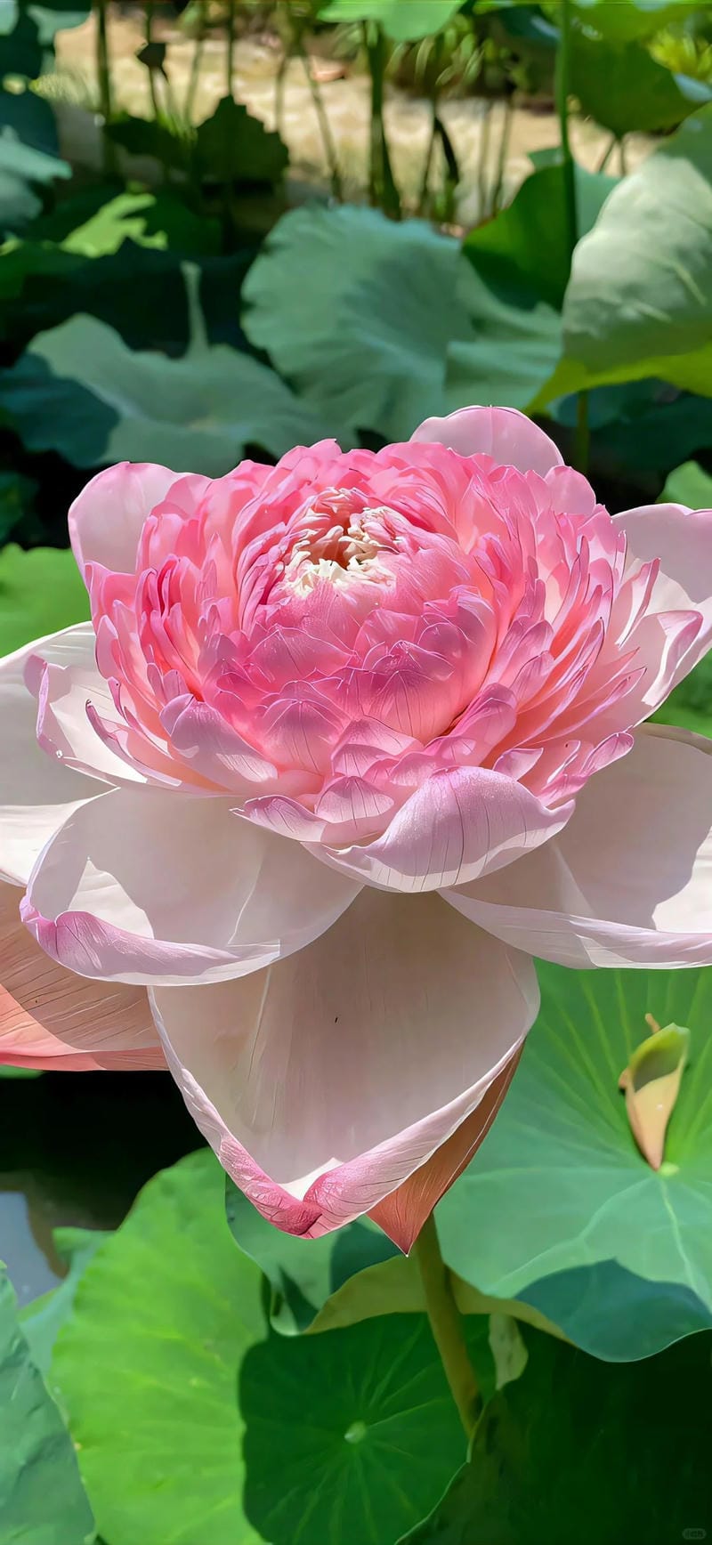 hinh-nen-hoa-sen (28)