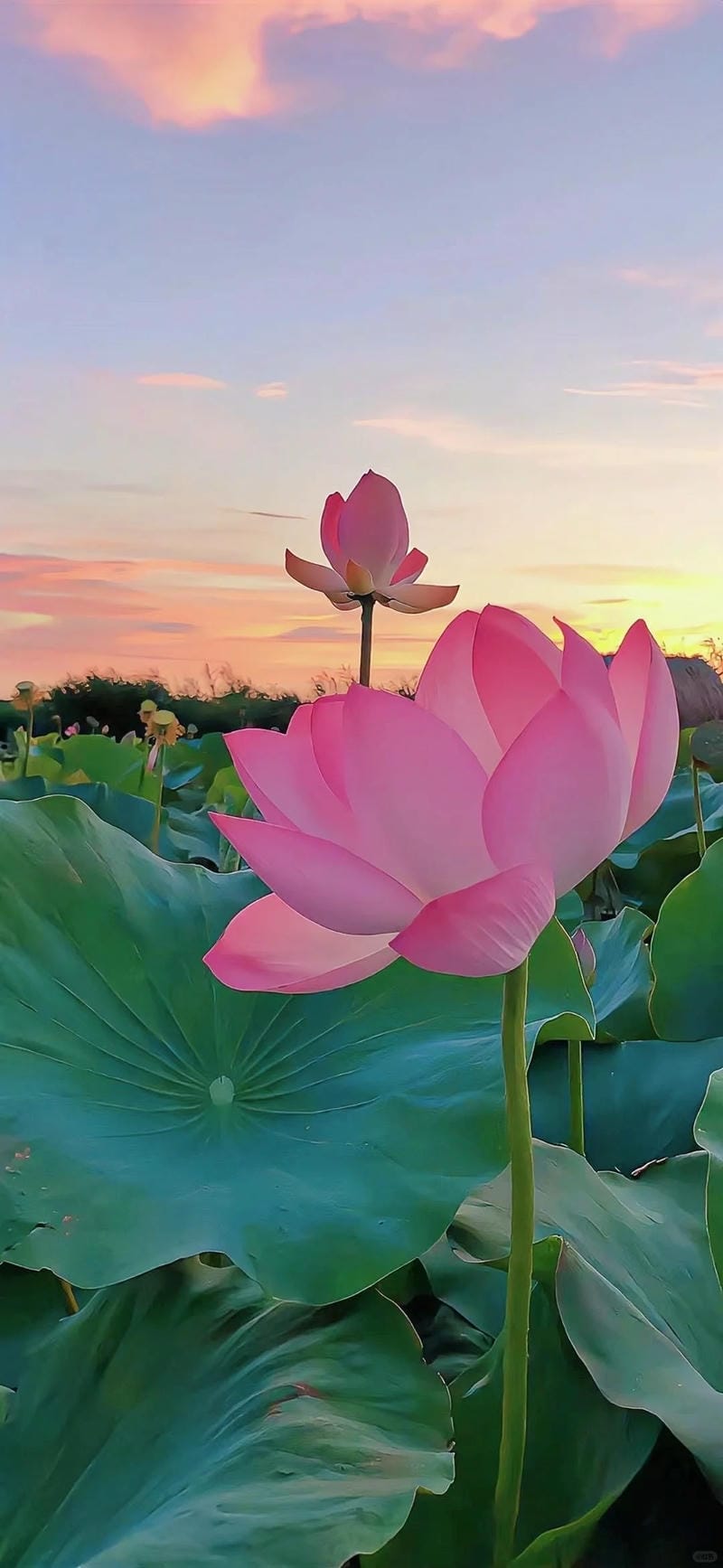 hinh-nen-hoa-sen (29)