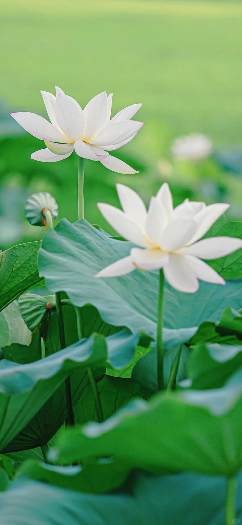 hinh-nen-hoa-sen (30)