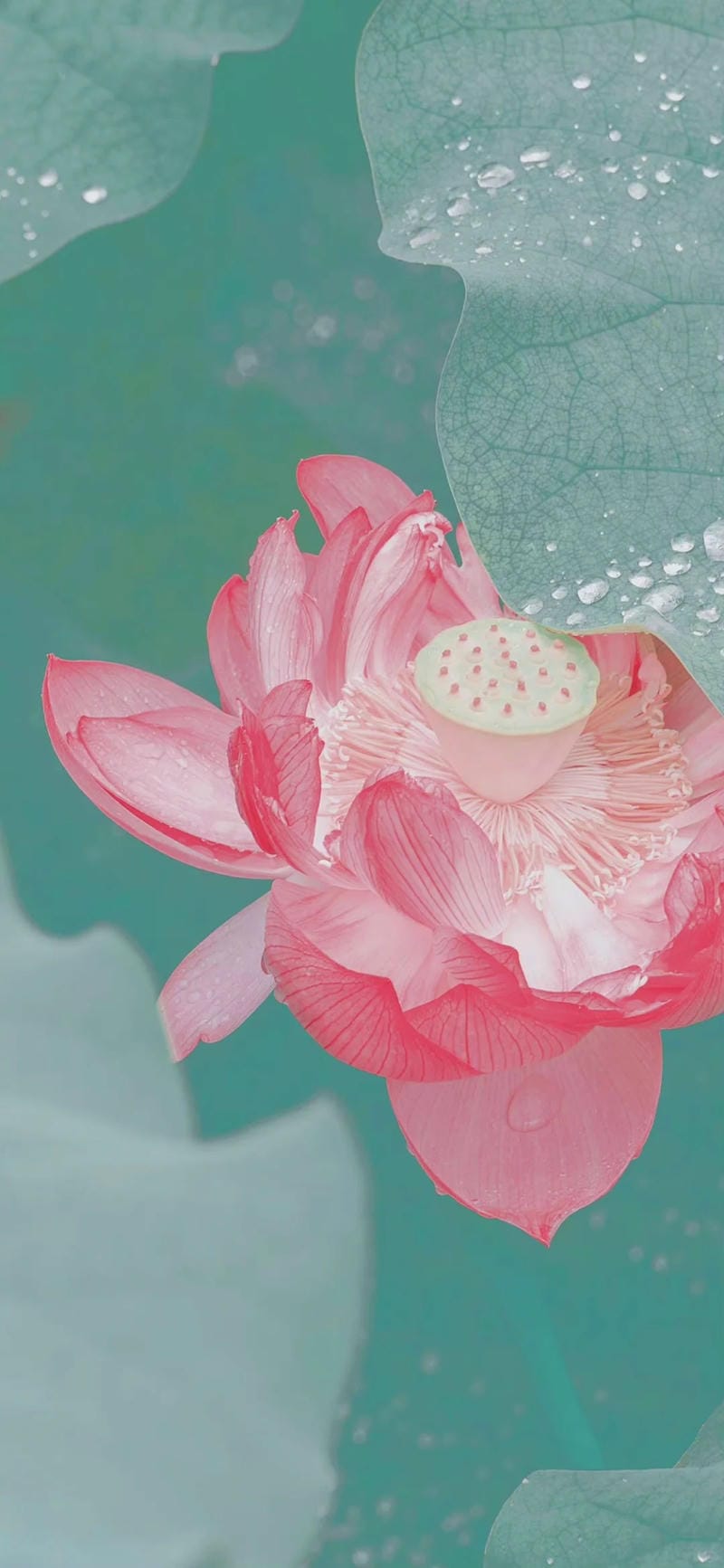 hinh-nen-hoa-sen (31)