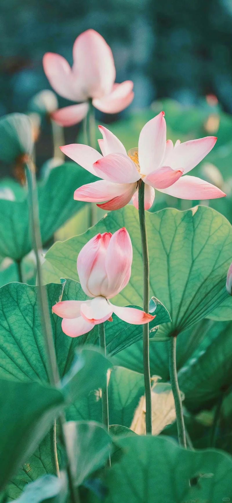 hinh-nen-hoa-sen (32)