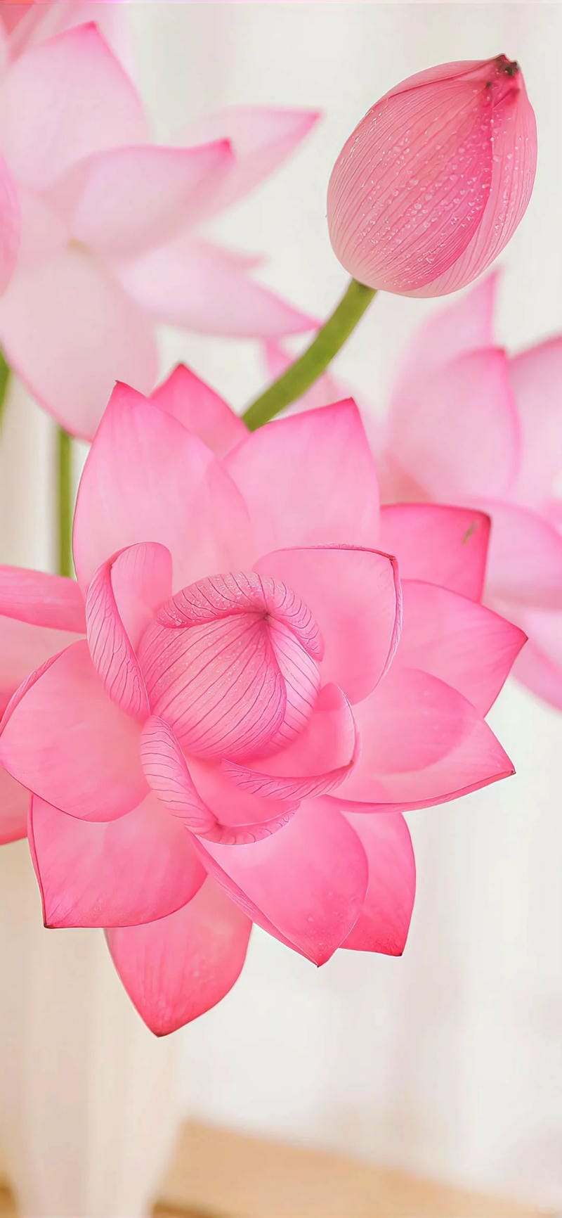 hinh-nen-hoa-sen (33)