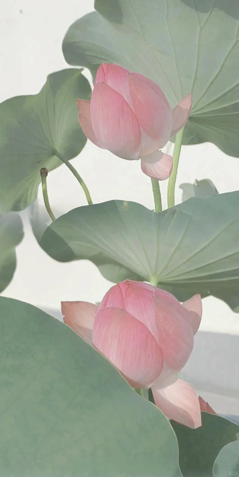 hinh-nen-hoa-sen (37)