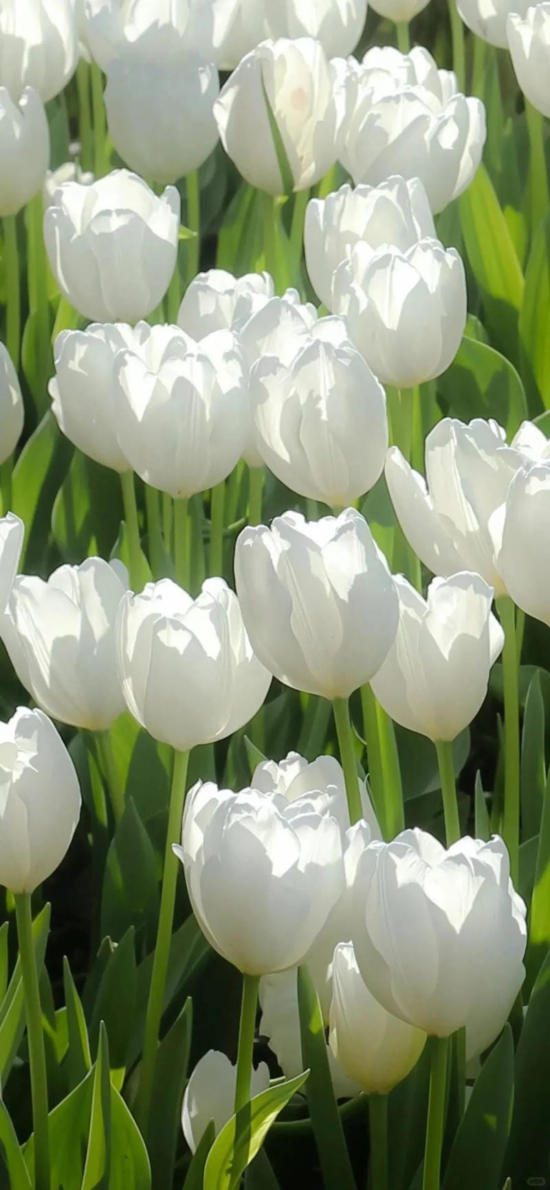 hinh-nen-hoa-tulip (1)