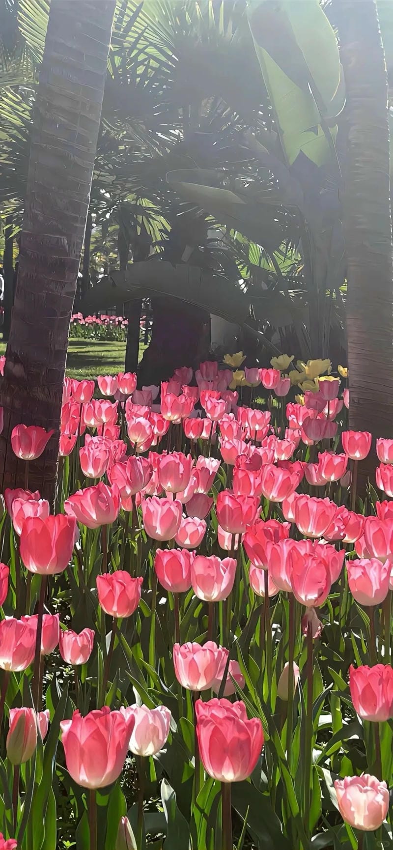 hinh-nen-hoa-tulip (10)