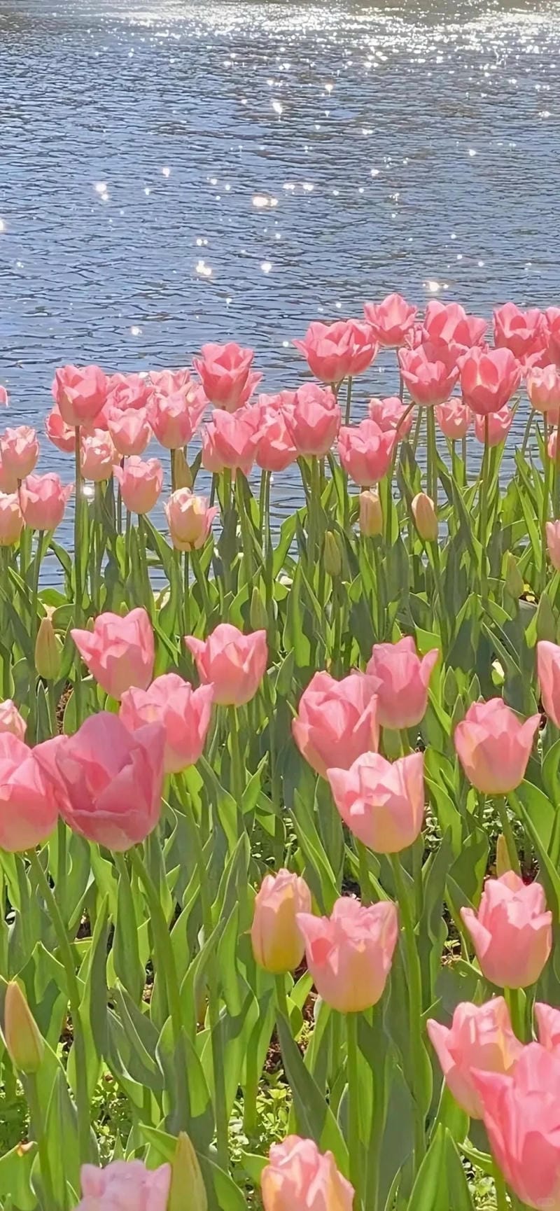 hinh-nen-hoa-tulip (11)