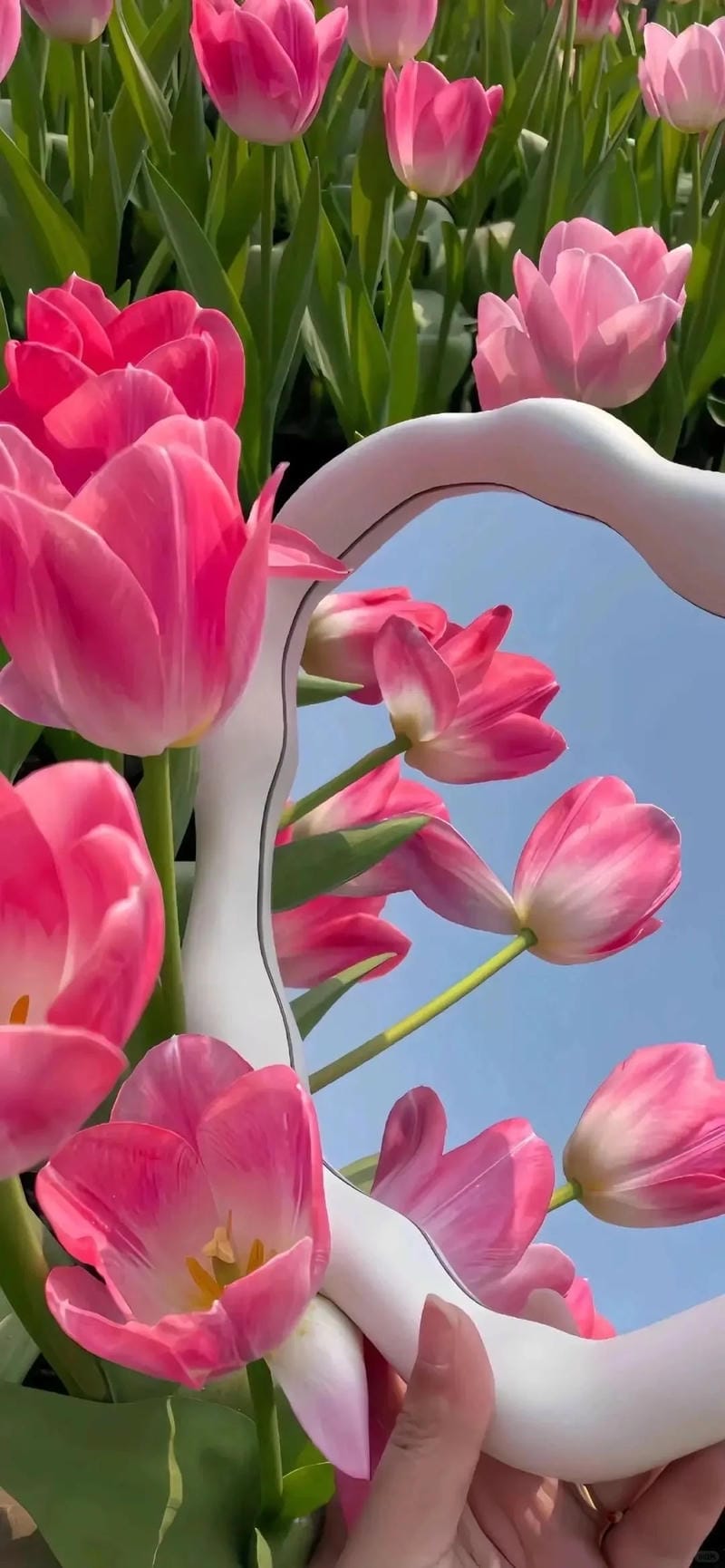 hinh-nen-hoa-tulip (14)