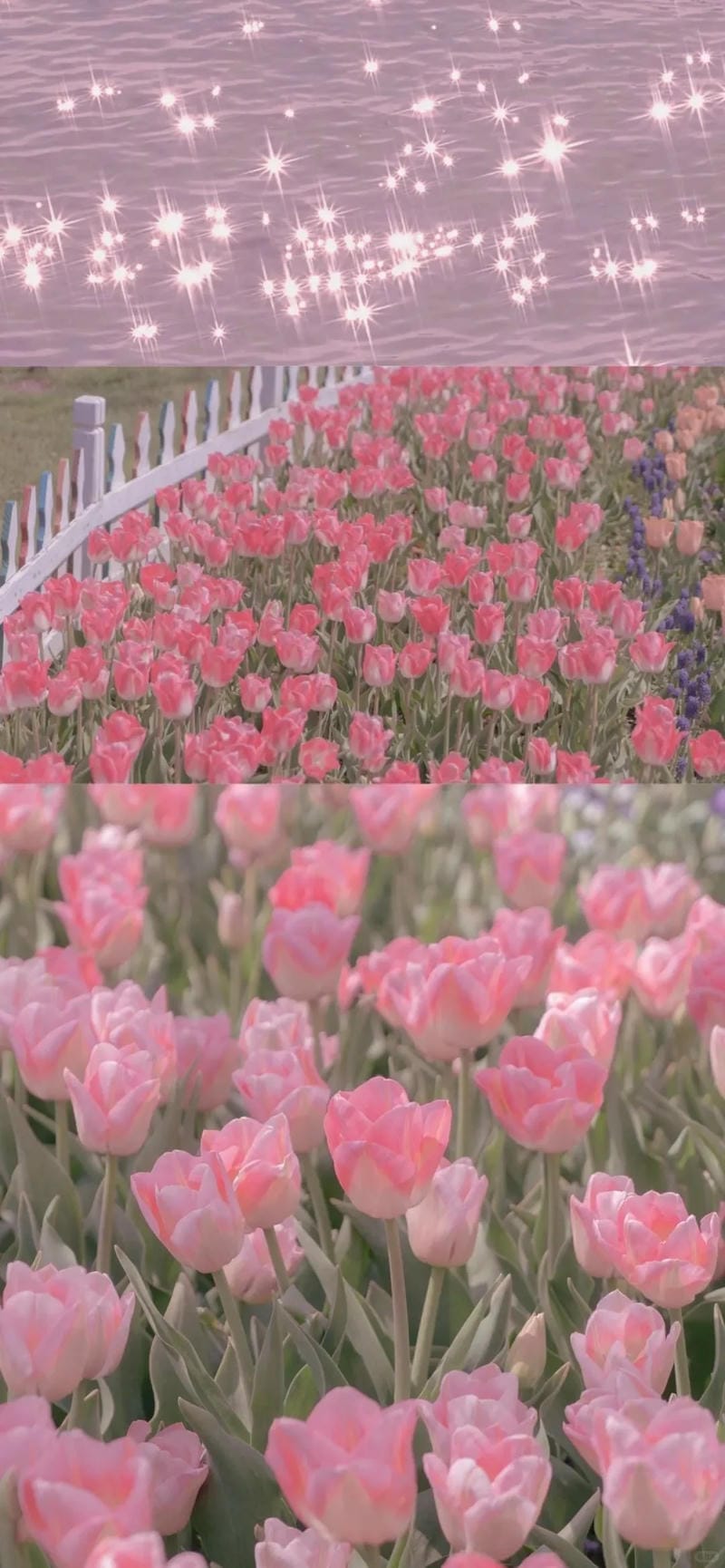 hinh-nen-hoa-tulip (2)