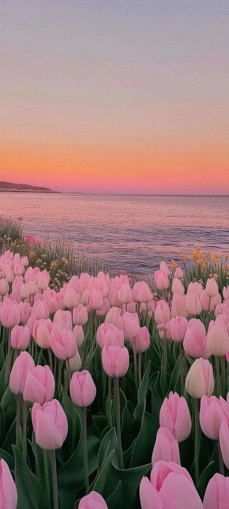 hinh-nen-hoa-tulip (28)