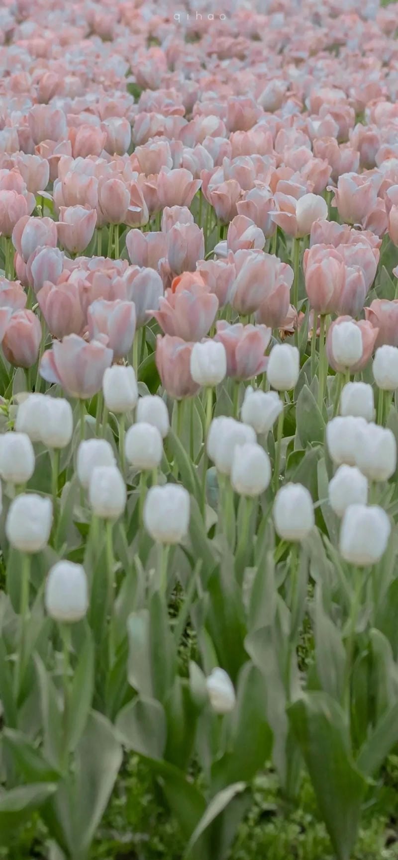 hinh-nen-hoa-tulip (3)