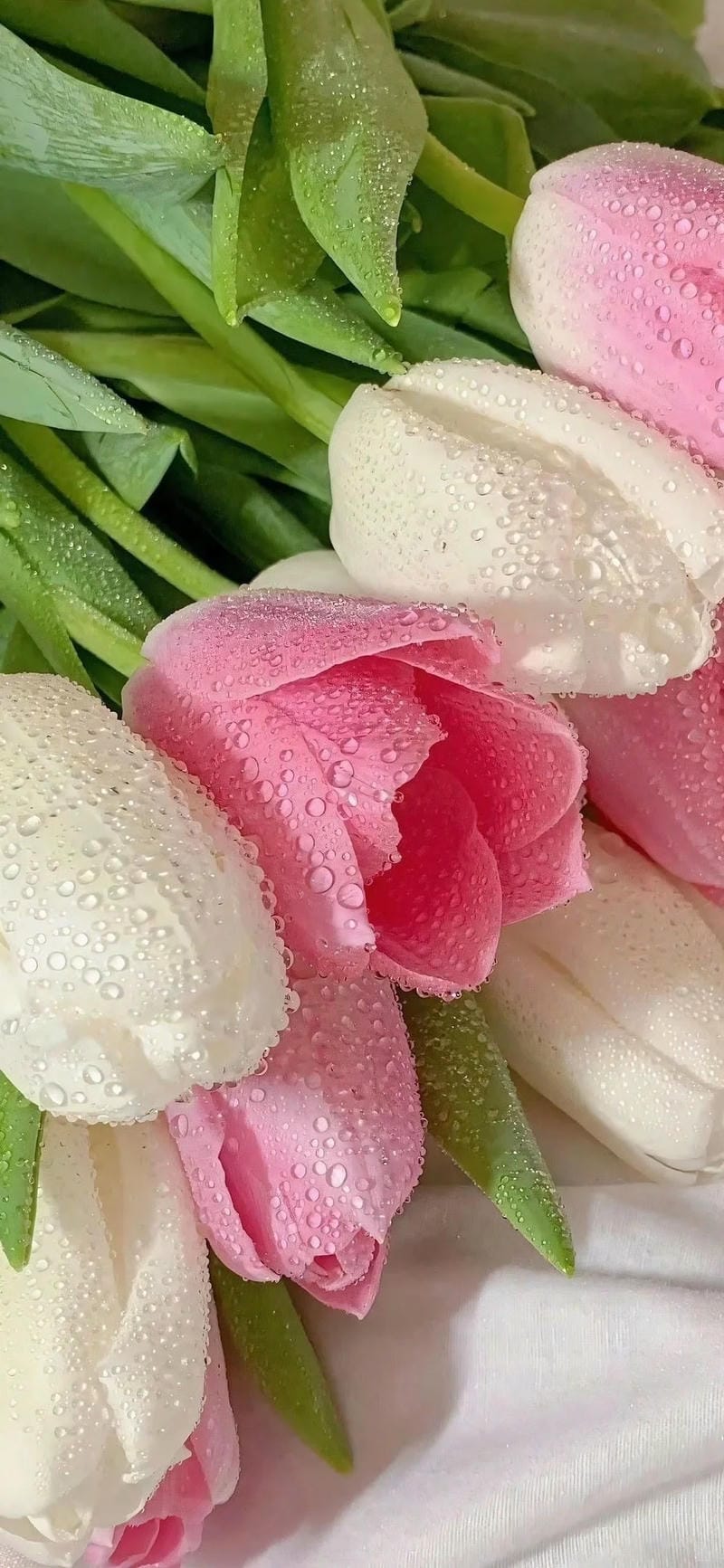 hinh-nen-hoa-tulip (37)