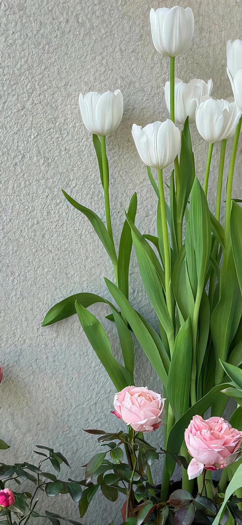 hinh-nen-hoa-tulip (8)