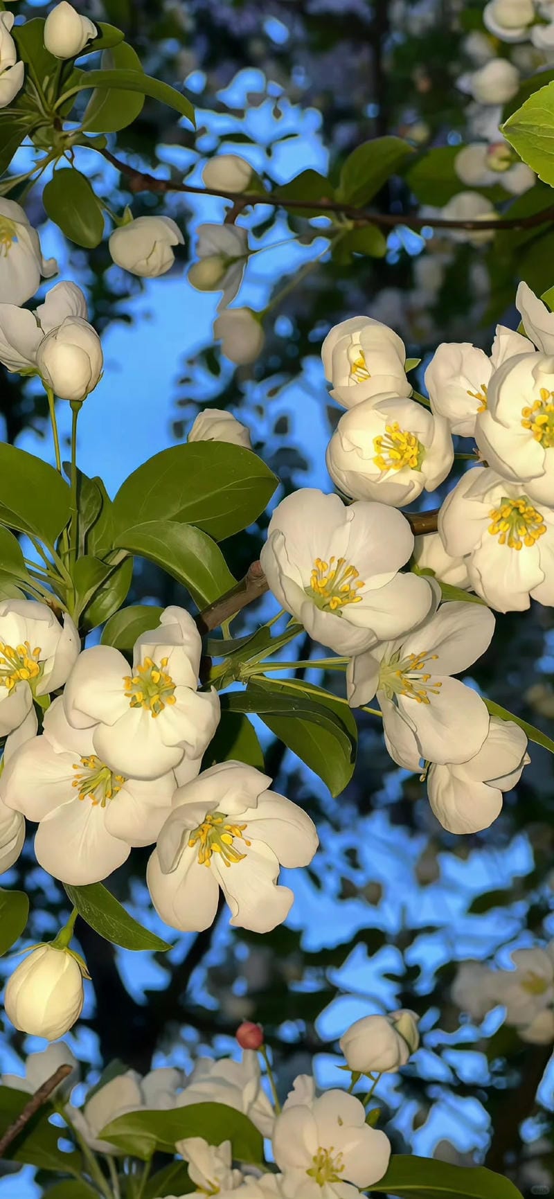 hinh-nen-iphone-14 (1)