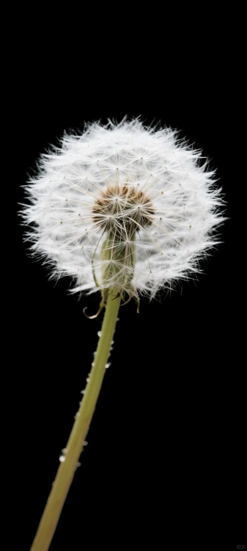 hinh-nen-mau-den (11)