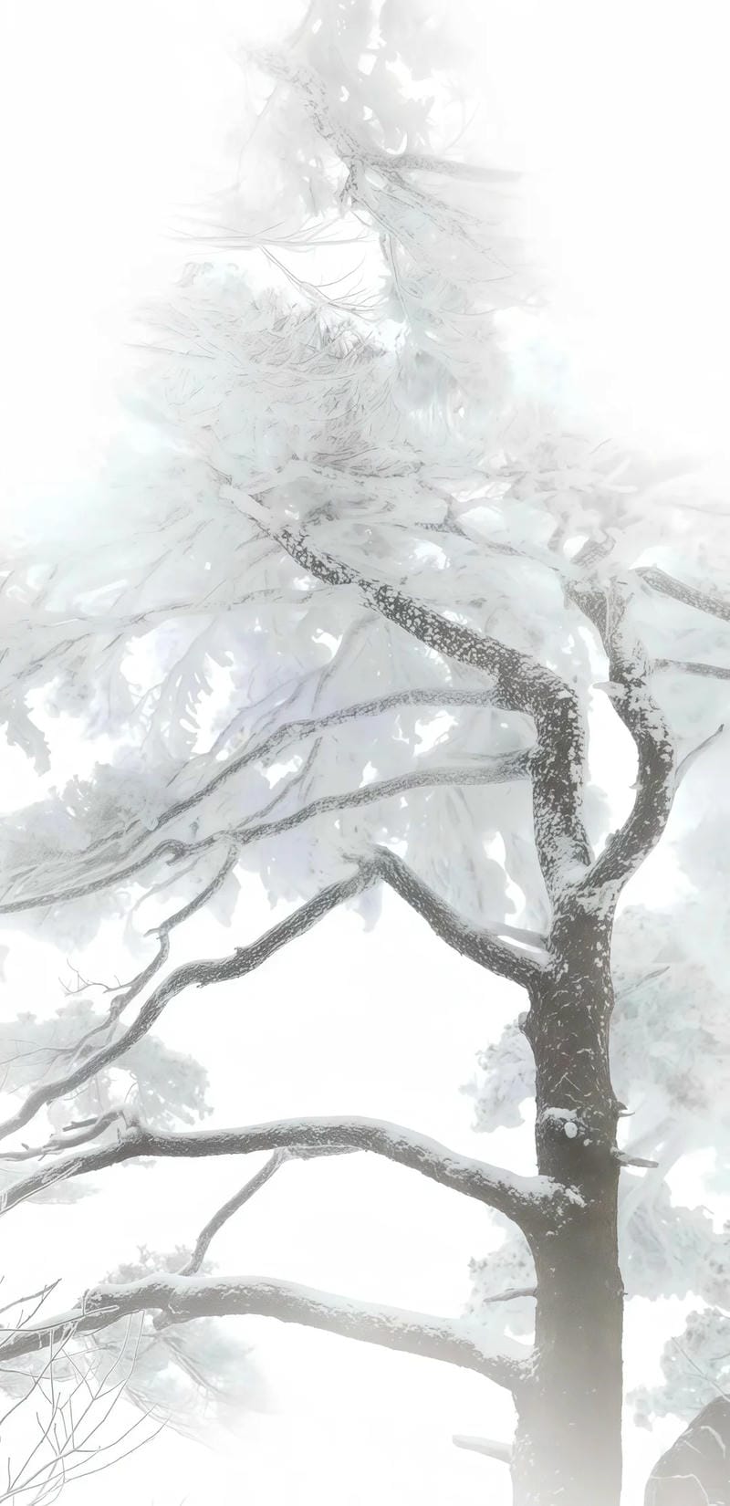 hinh-nen-mau-trang (21)