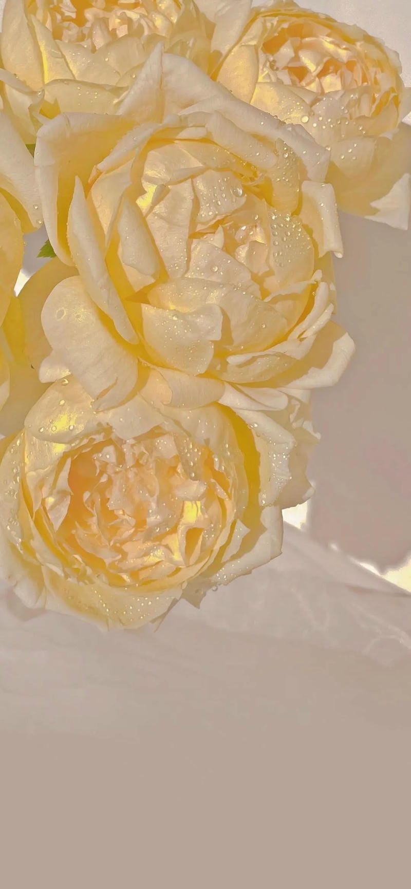 hinh-nen-mau-vang (4)