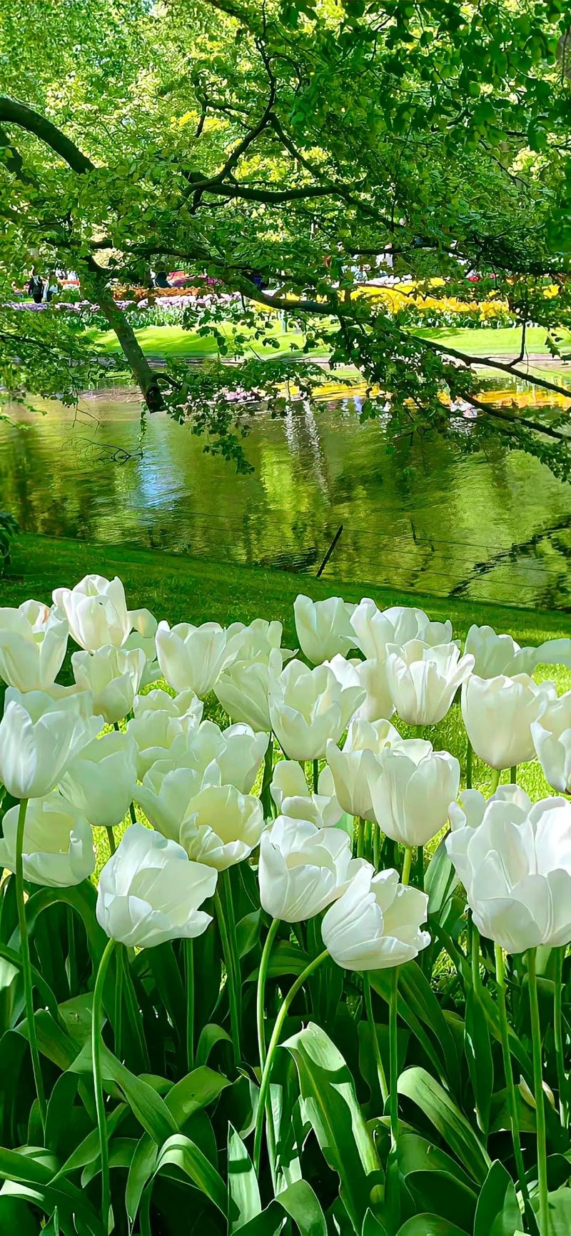 hinh-nen-menh-moc (1)